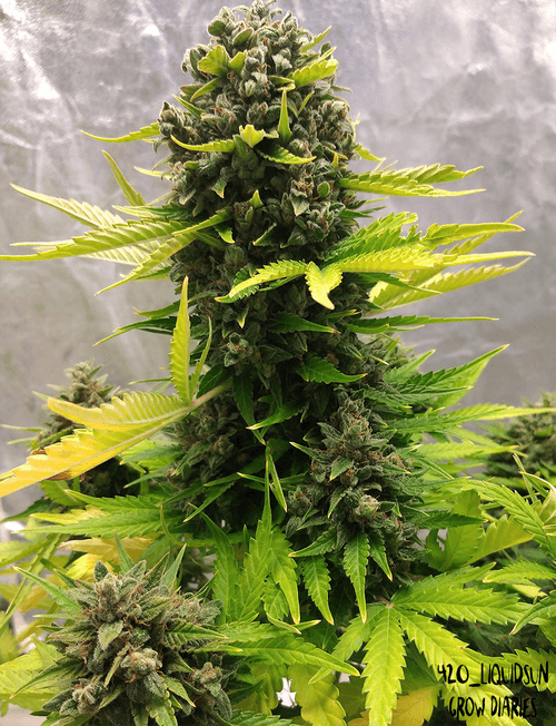 Mephisto Genetics - Stilton Special (auto/fem.)