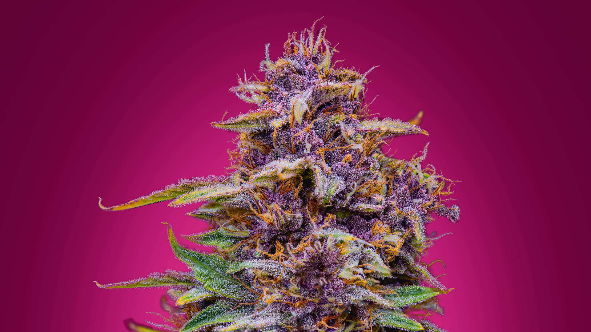 Mephisto Genetics - Strawberry Nuggets (auto/fem.)