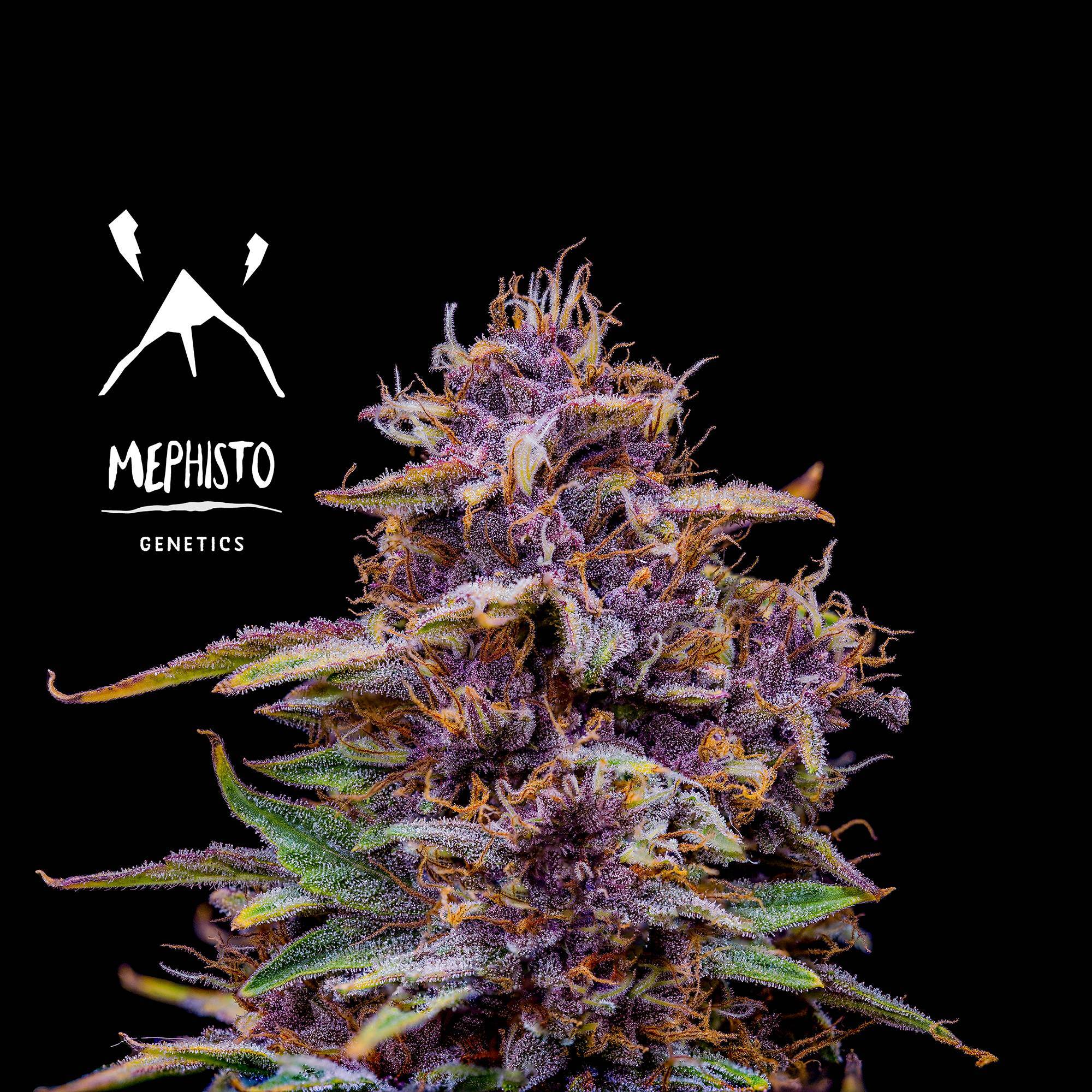 Mephisto Genetics - Strawberry Nuggets (auto/fem.)