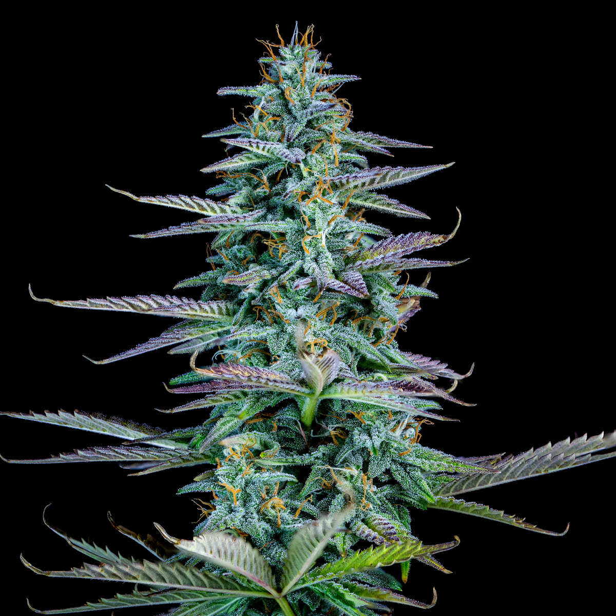 Mephisto Genetics - Strawberry Nuggets (auto/fem.)