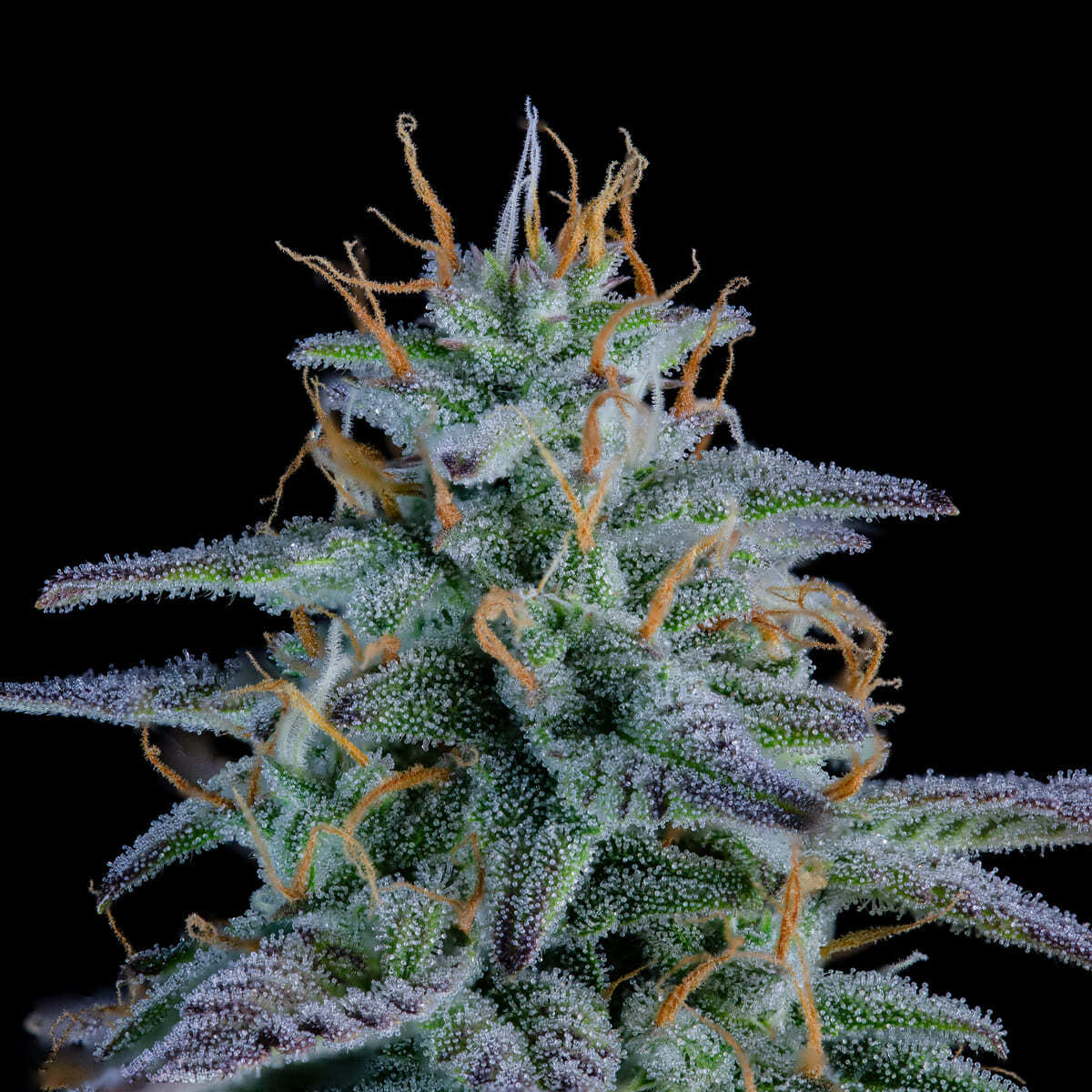 Mephisto Genetics - Strawberry Nuggets (auto/fem.)