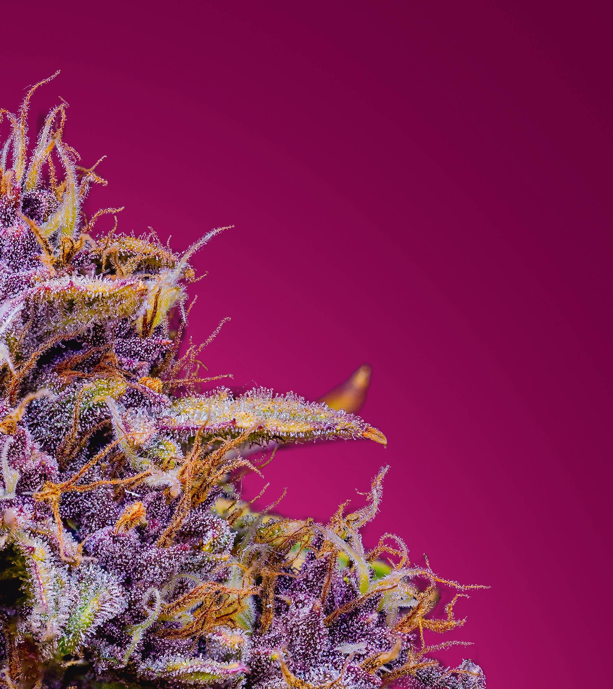 Mephisto Genetics - Strawberry Nuggets (auto/fem.)