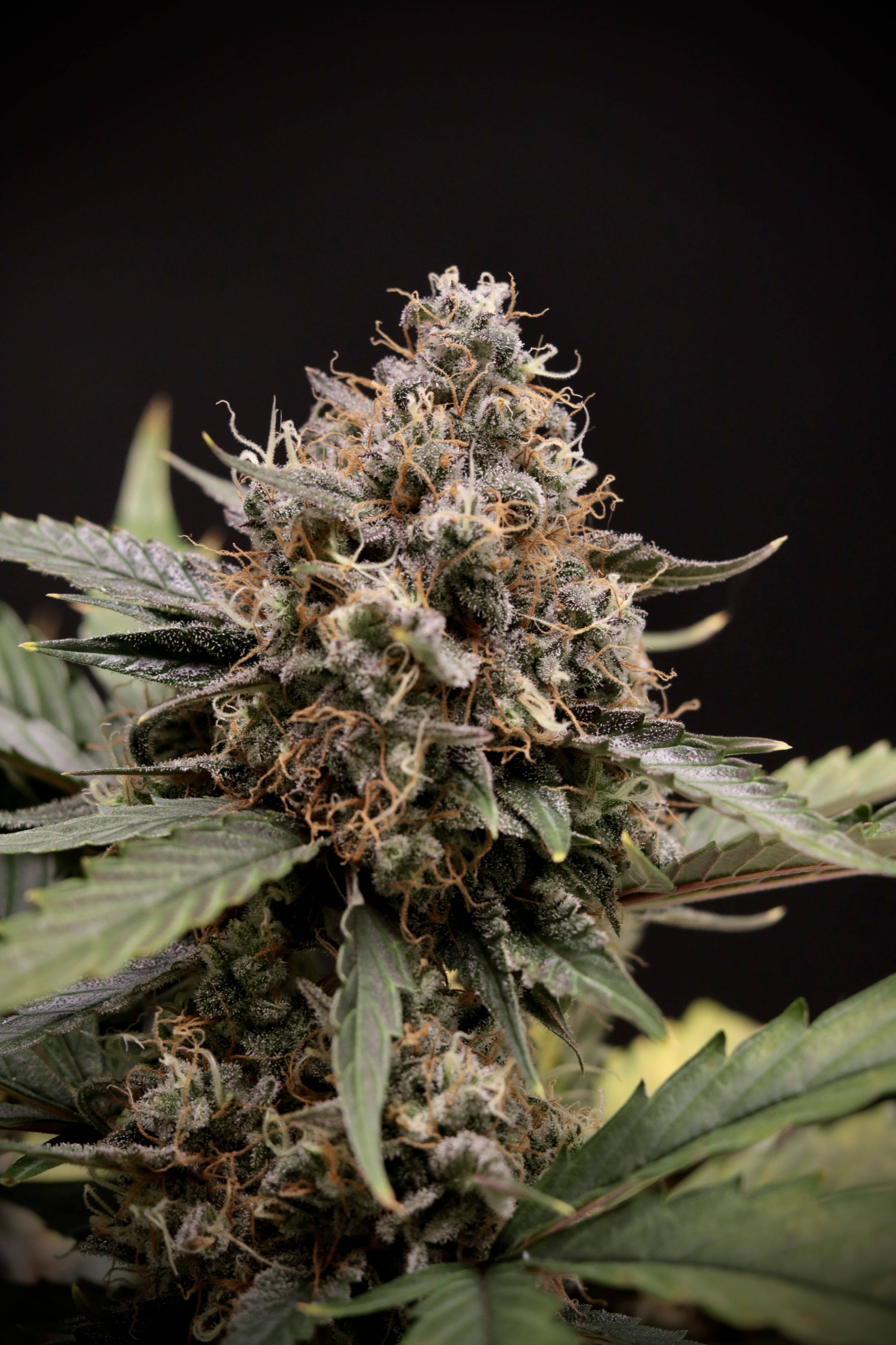Mephisto Genetics - Sweet 'n' Sour (auto/fem.)