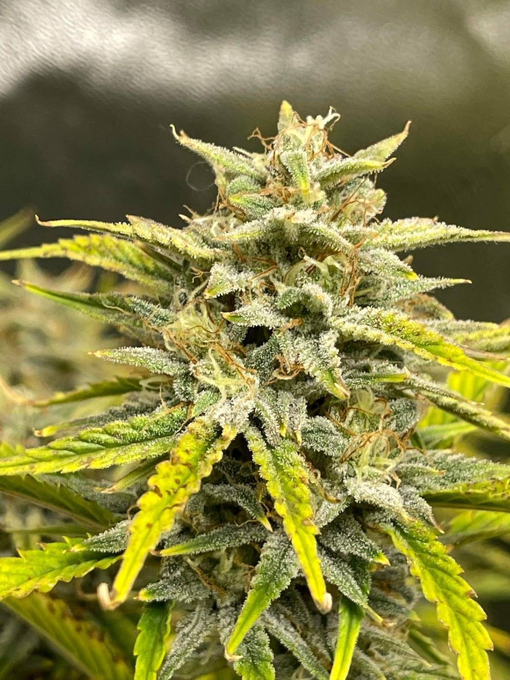 Mephisto Genetics - Skystomper 2.0 (auto/fem.)