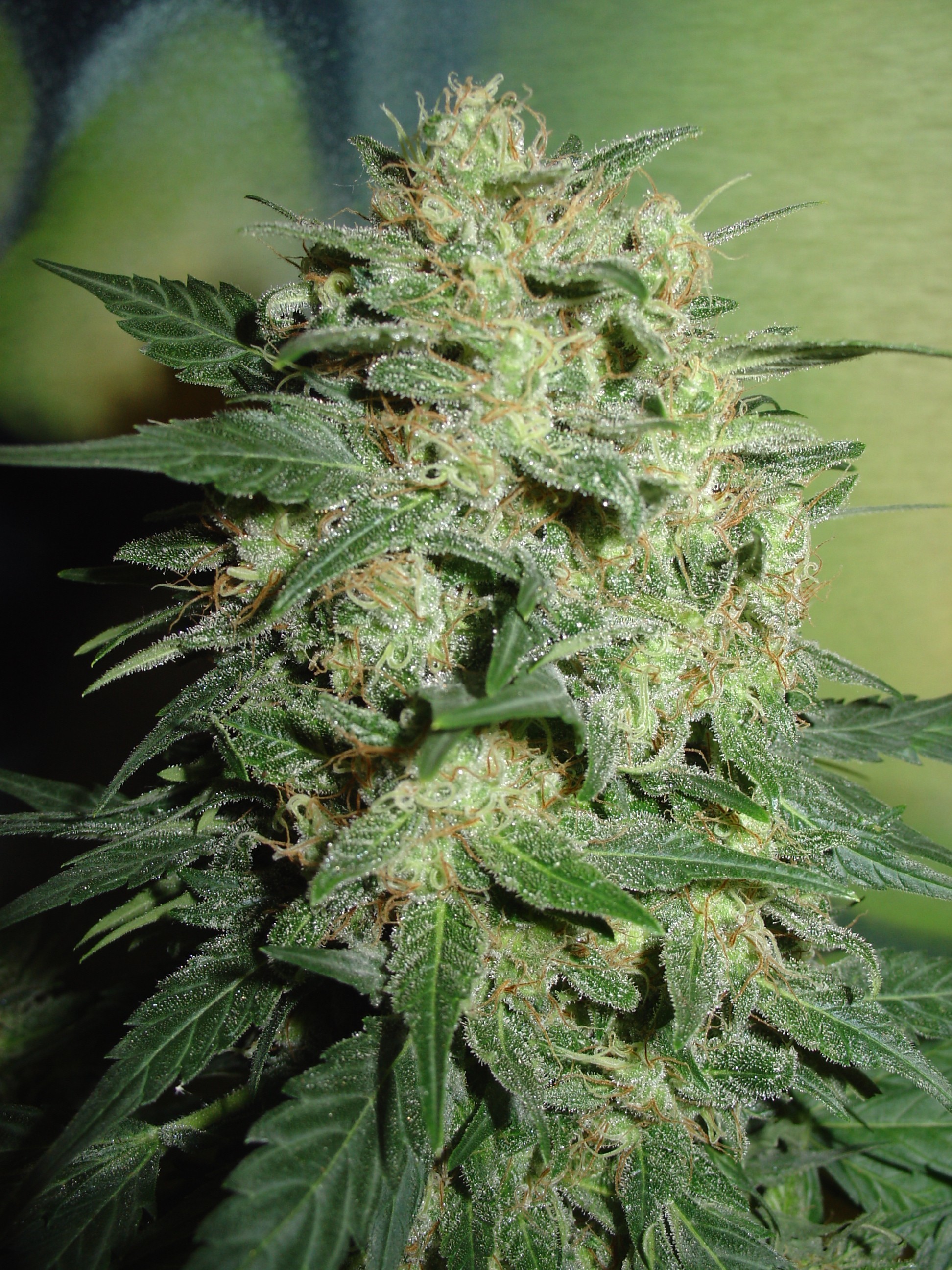 Homegrown Fantaseeds - Northern Lights (fem.)