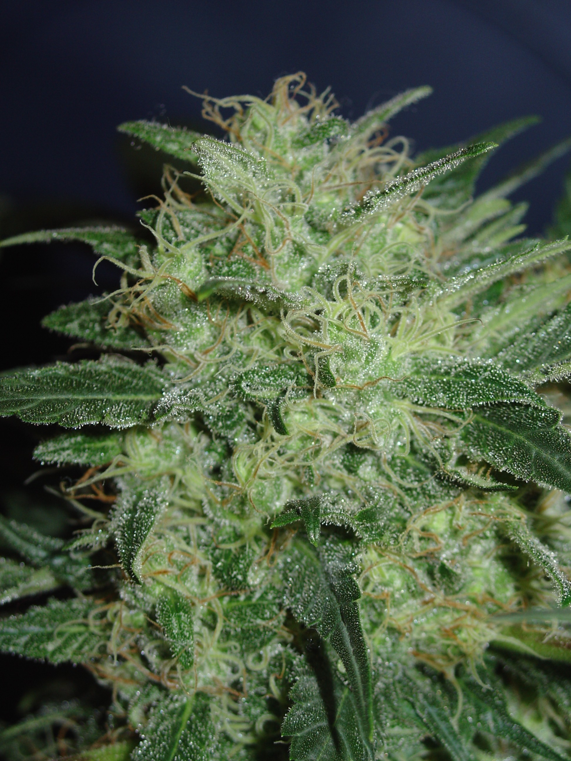 Homegrown Fantaseeds - Northern Lights (fem.)