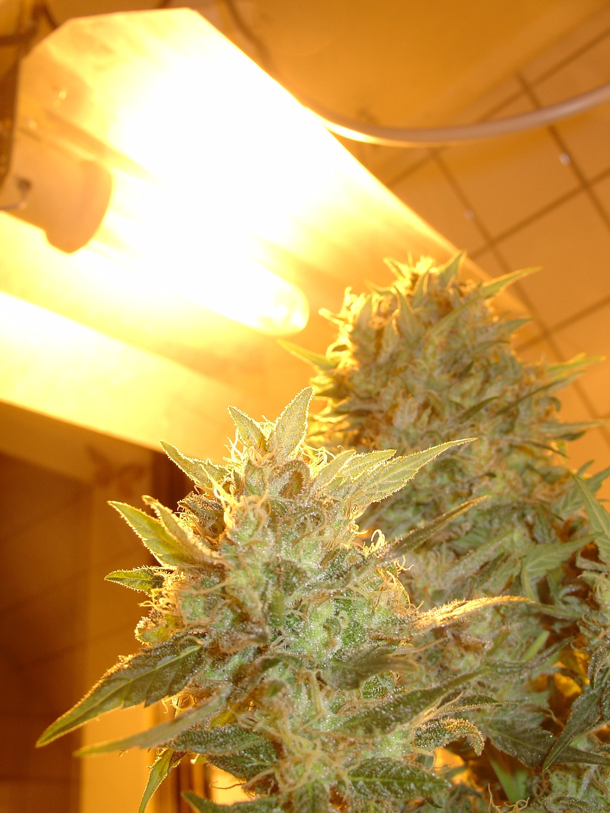 Homegrown Fantaseeds - Northern Lights (fem.)