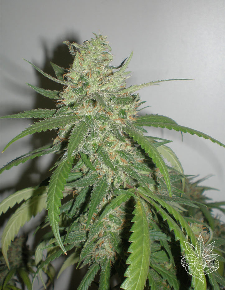 Homegrown Fantaseeds - SPR Haze (fem.)
