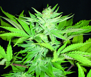 Homegrown Fantaseeds - Homegrown Lowryder (auto/fem.)