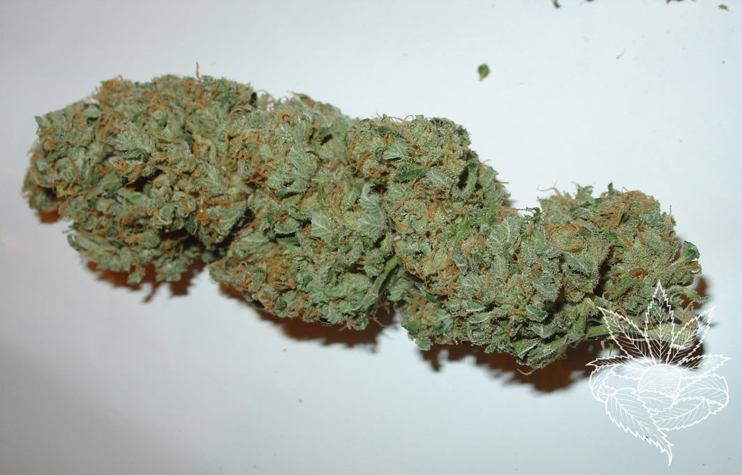 Homegrown Fantaseeds - Big Bud (fem.)