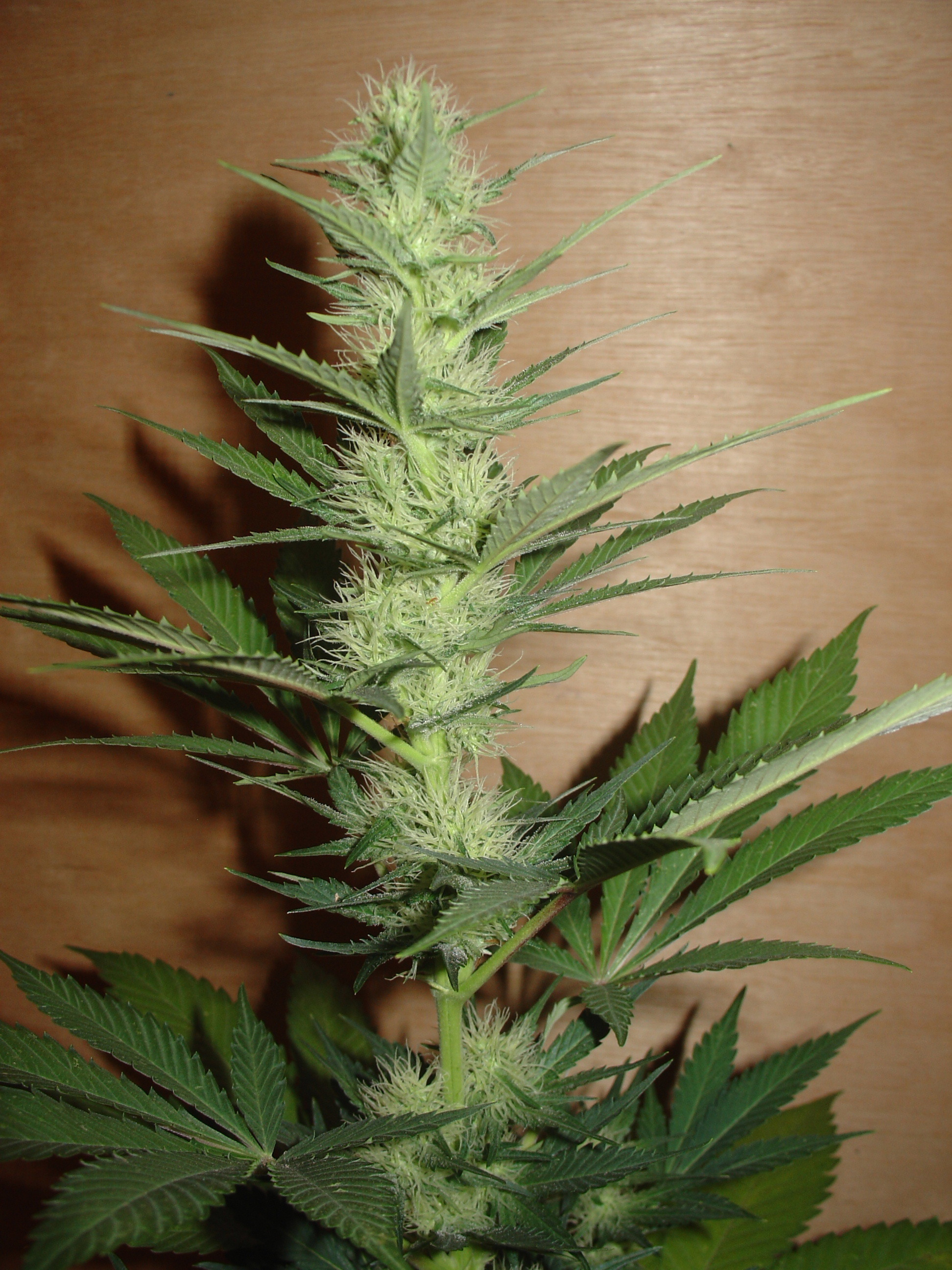 Homegrown Fantaseeds - Big Bud (fem.)