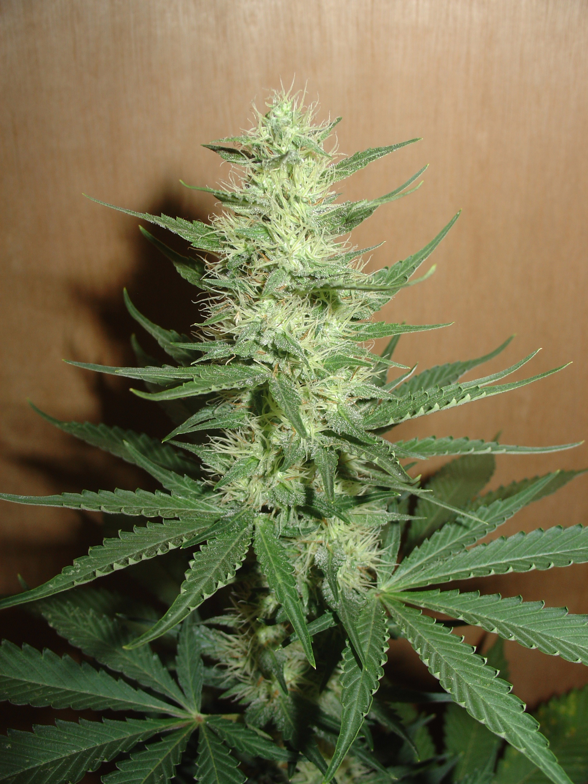 Homegrown Fantaseeds - Big Bud (fem.)