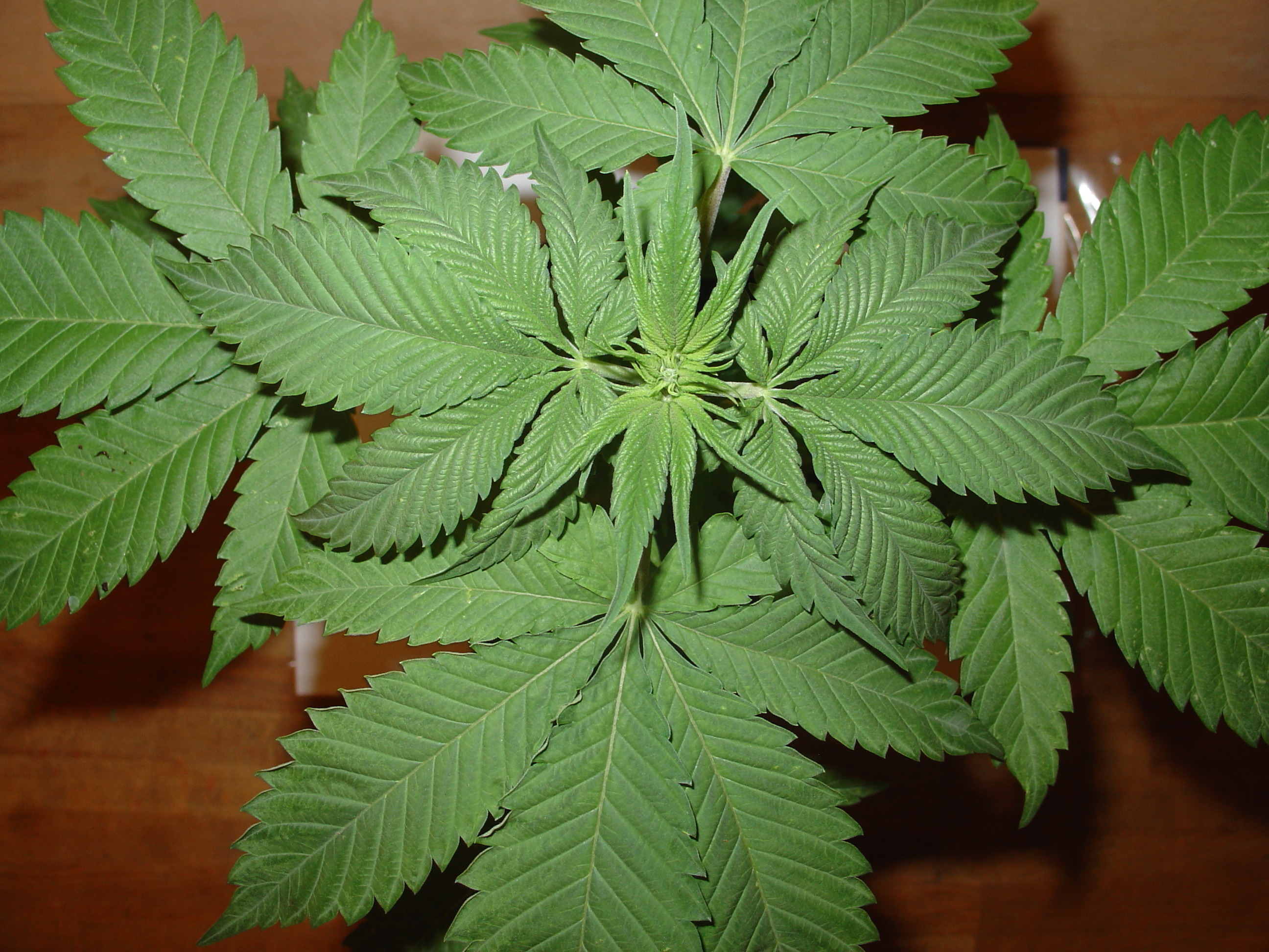 Homegrown Fantaseeds - Big Bud (fem.)