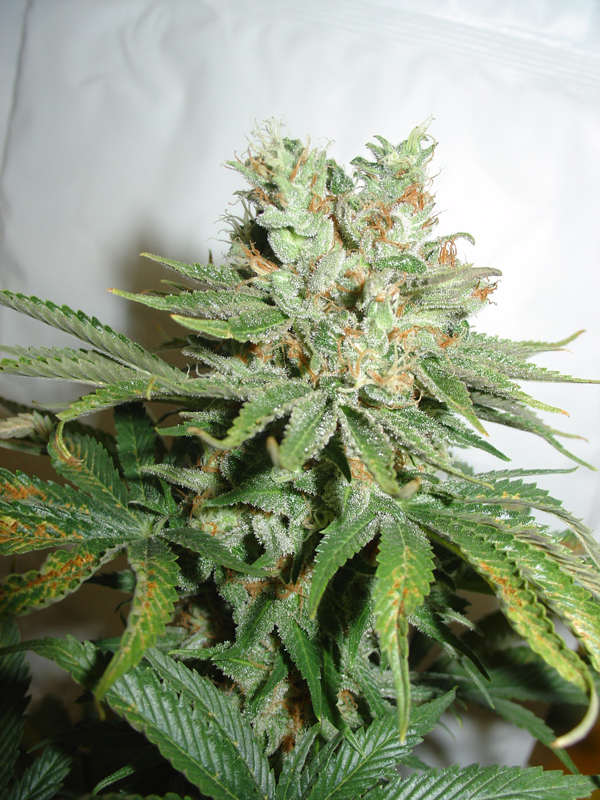 Homegrown Fantaseeds - Blue Haze (fem.)