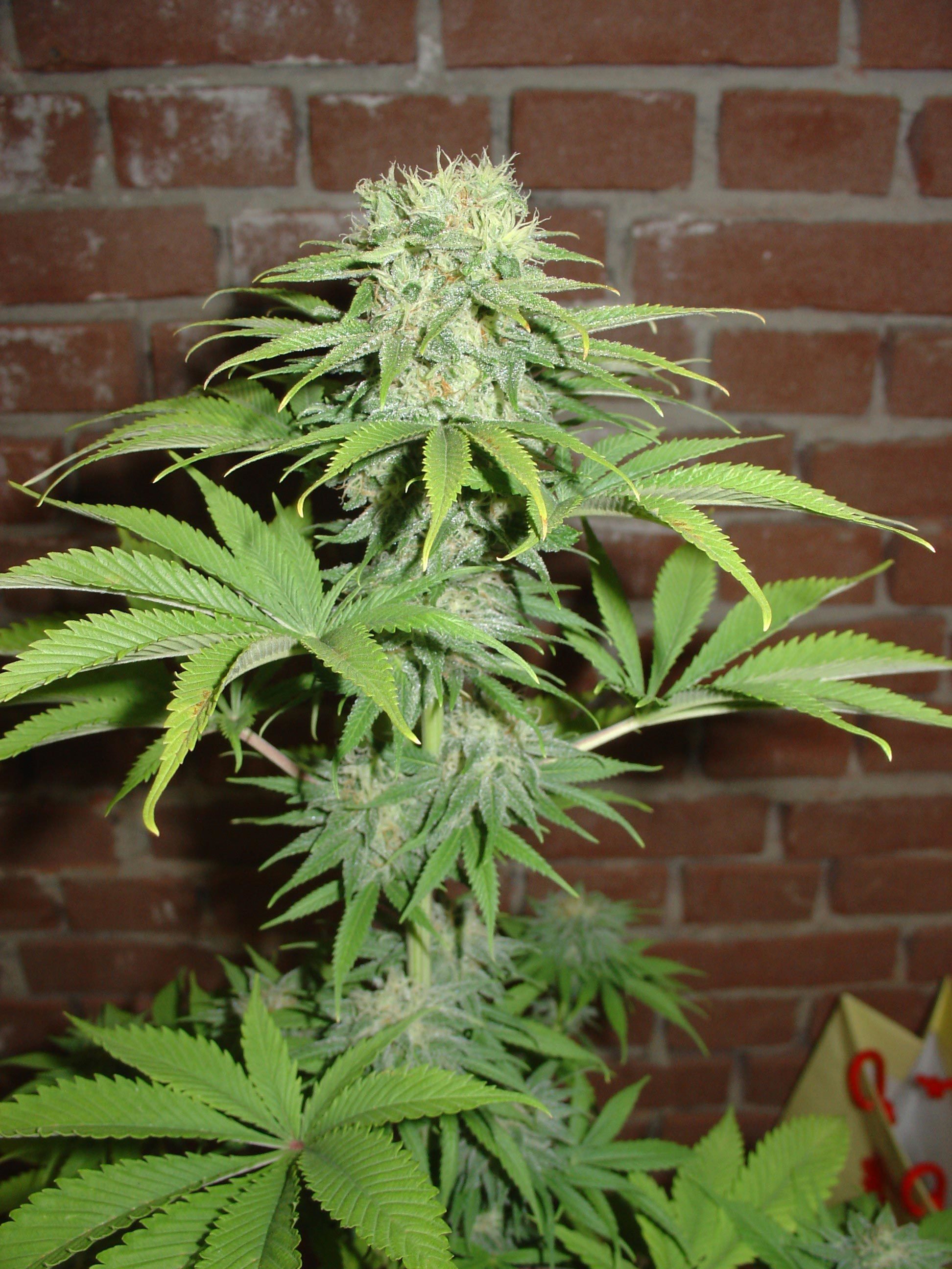 Carman Haze