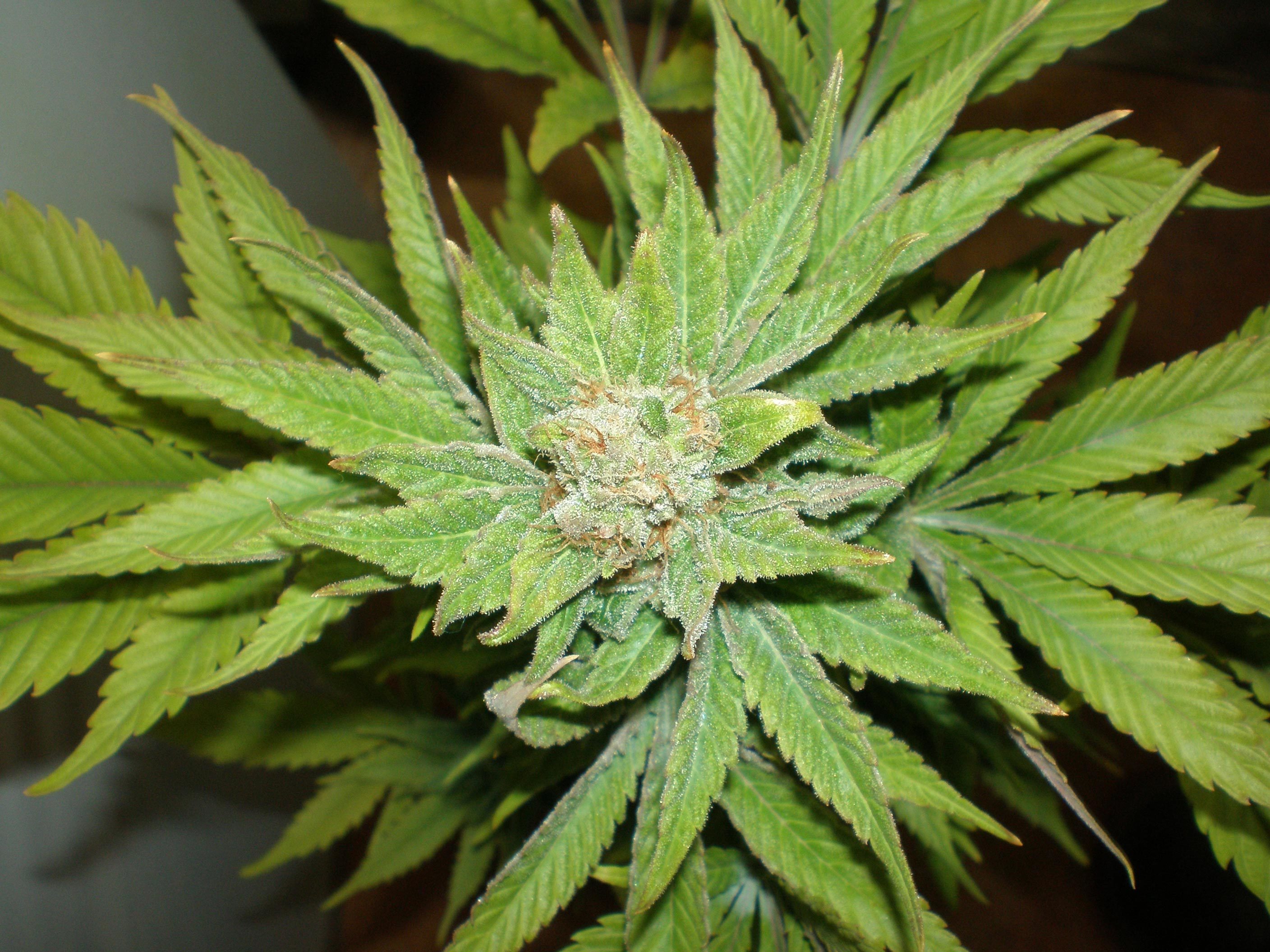 Homegrown Fantaseeds - Blue Haze (fem.)