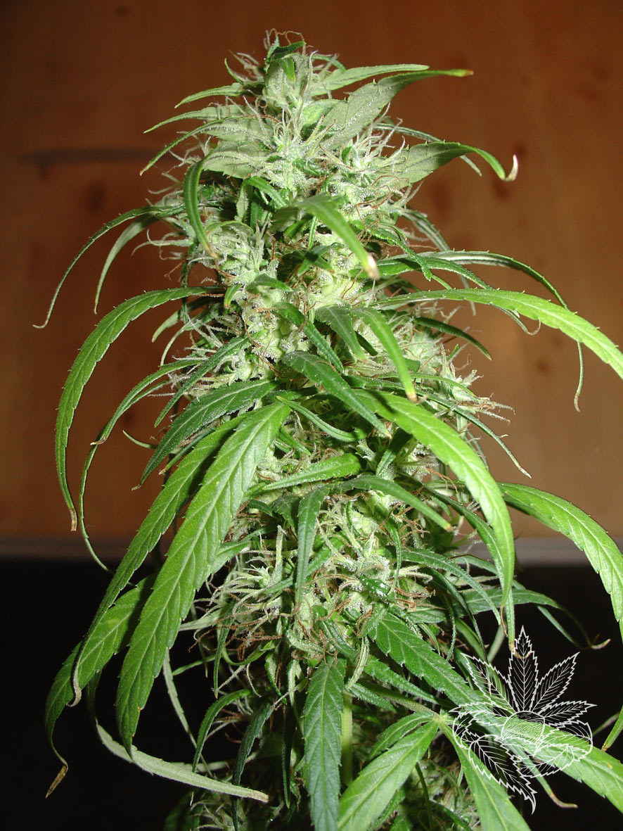 Homegrown Fantaseeds - Haze (fem.)
