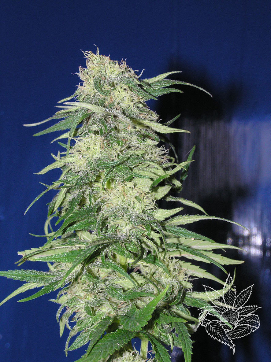 Homegrown Fantaseeds - K 2 (fem.)