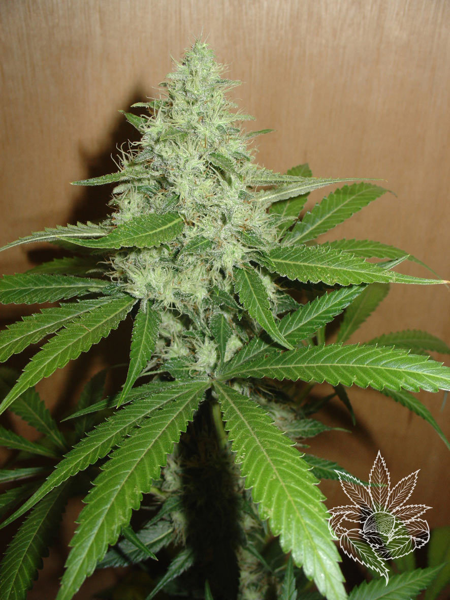 Homegrown Fantaseeds - Mango (fem.)
