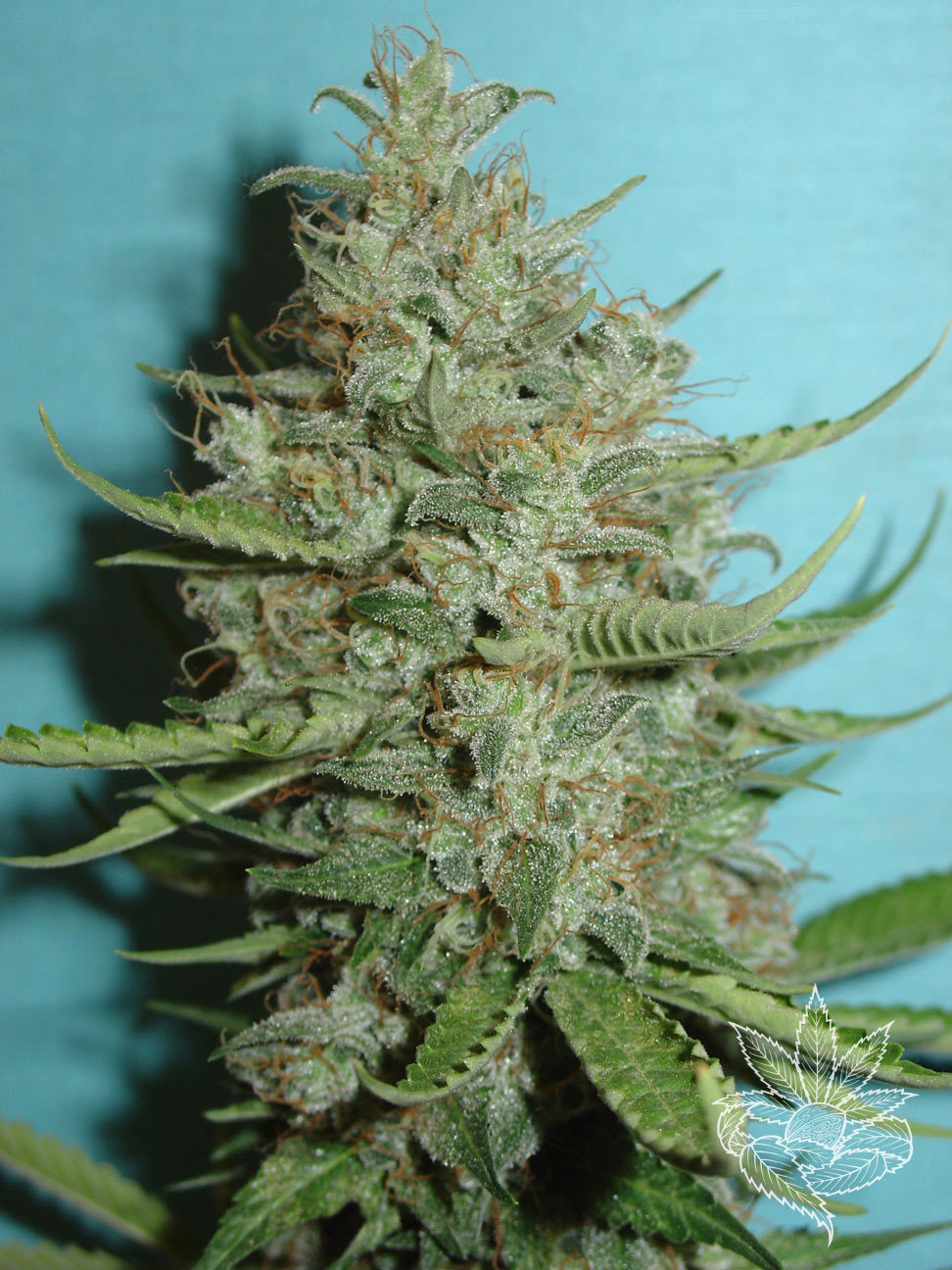 Homegrown Fantaseeds - Super Crystal (fem.)