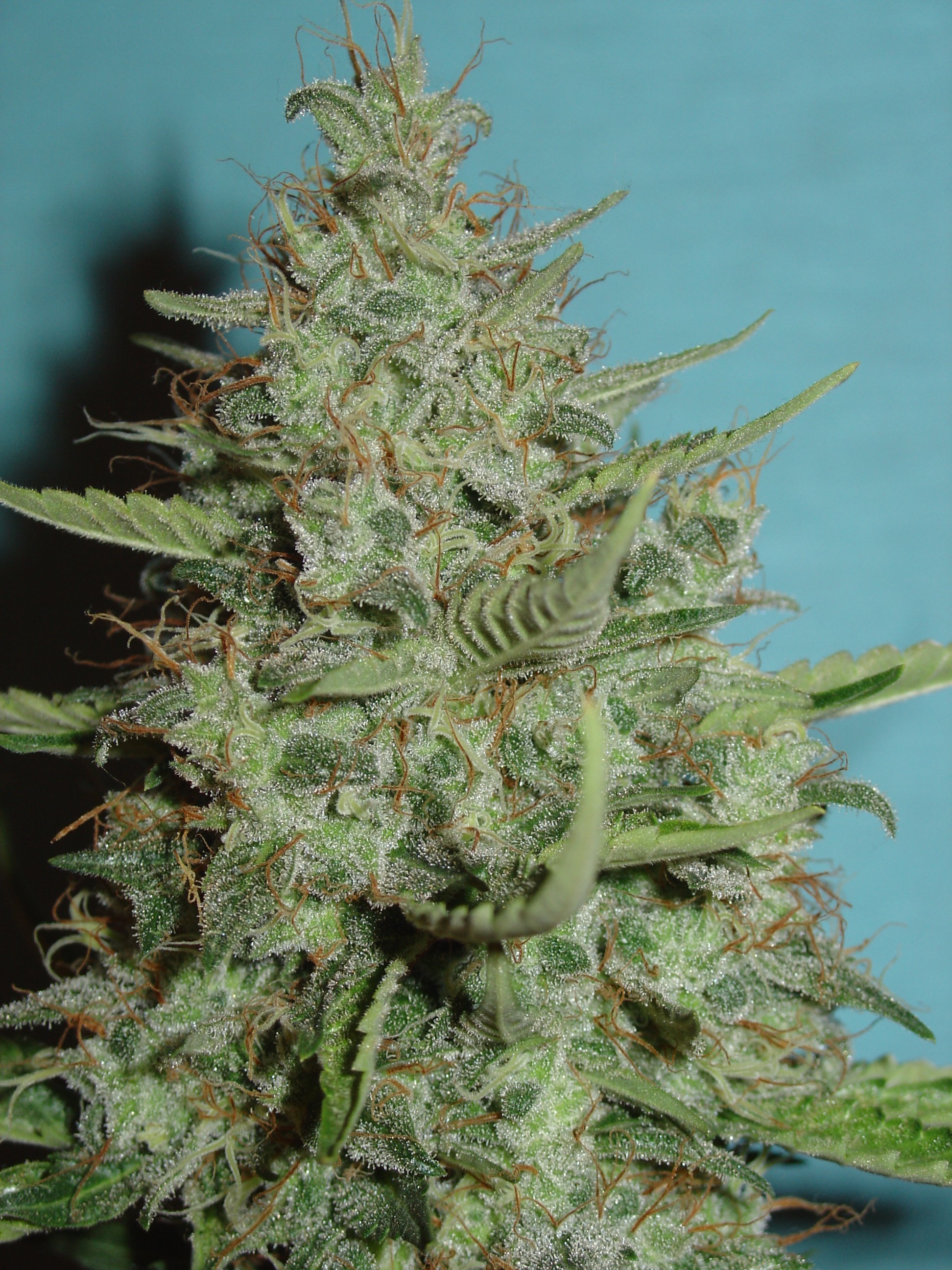 Homegrown Fantaseeds - Super Crystal (fem.)