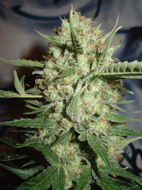 Homegrown Fantaseeds - Super Crystal (fem.)