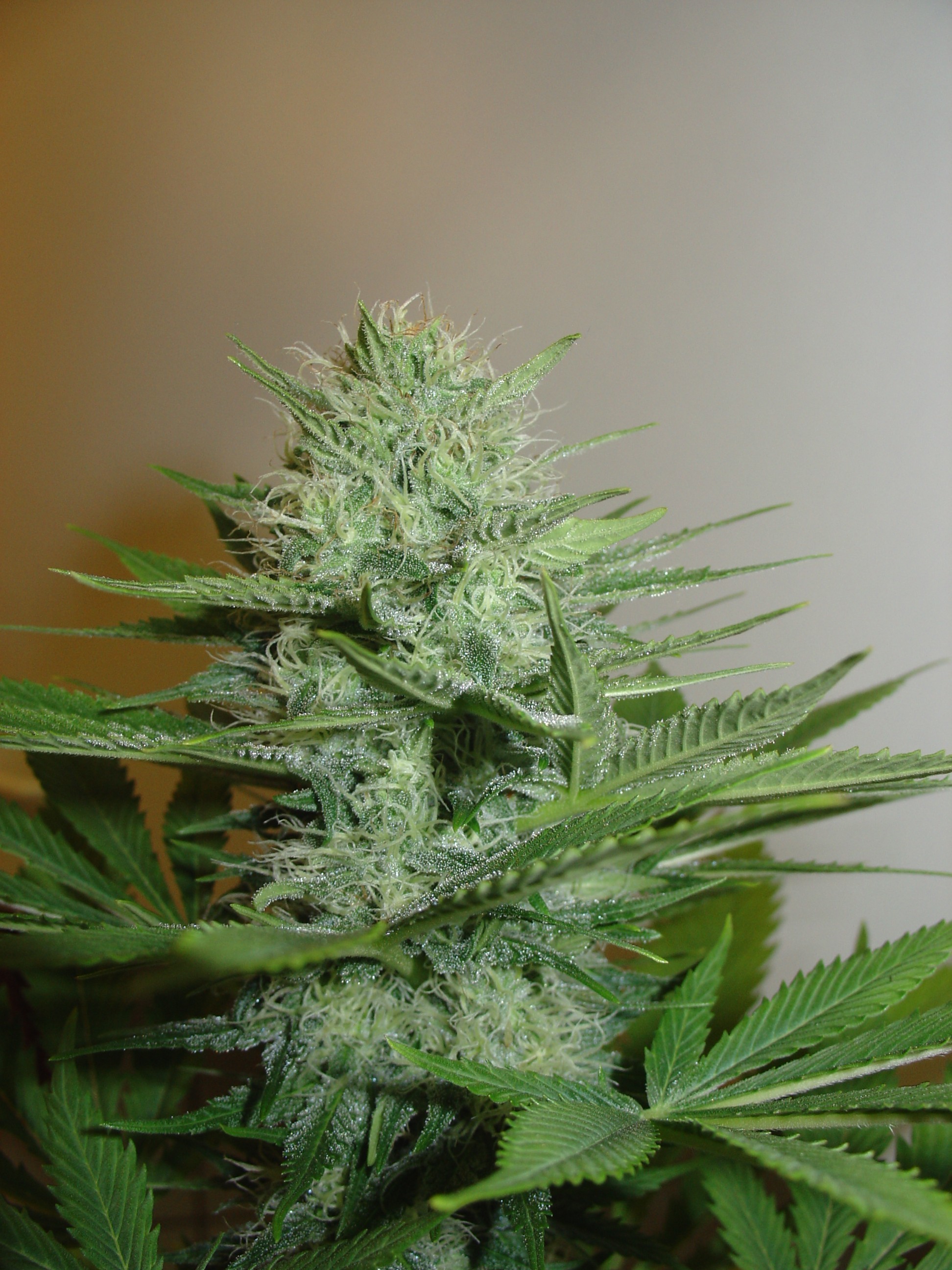 Homegrown Fantaseeds - Blue Pearl (auto/fem.)