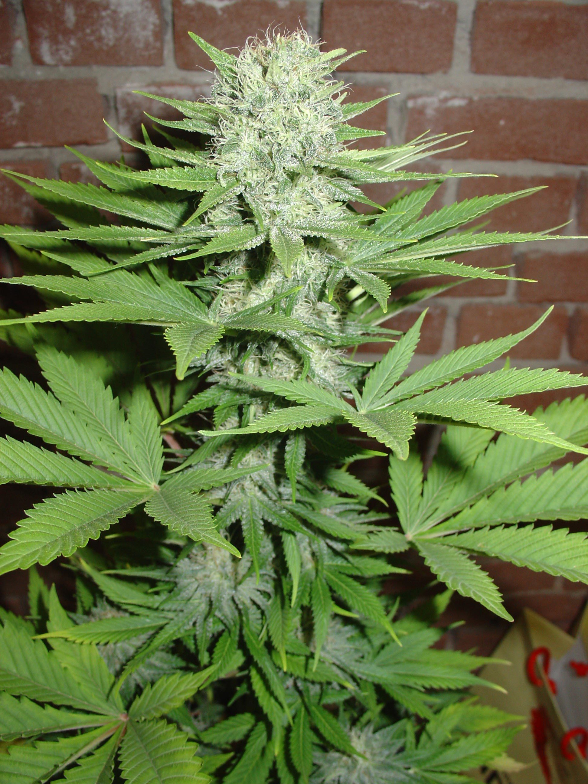 Homegrown Fantaseeds - Blue Pearl (auto/fem.)