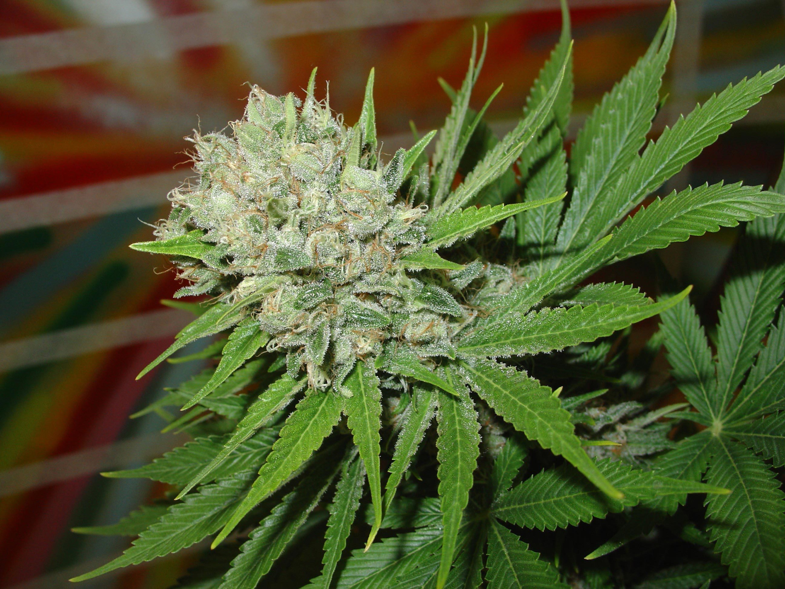 Homegrown Fantaseeds - Blue Pearl (auto/fem.)