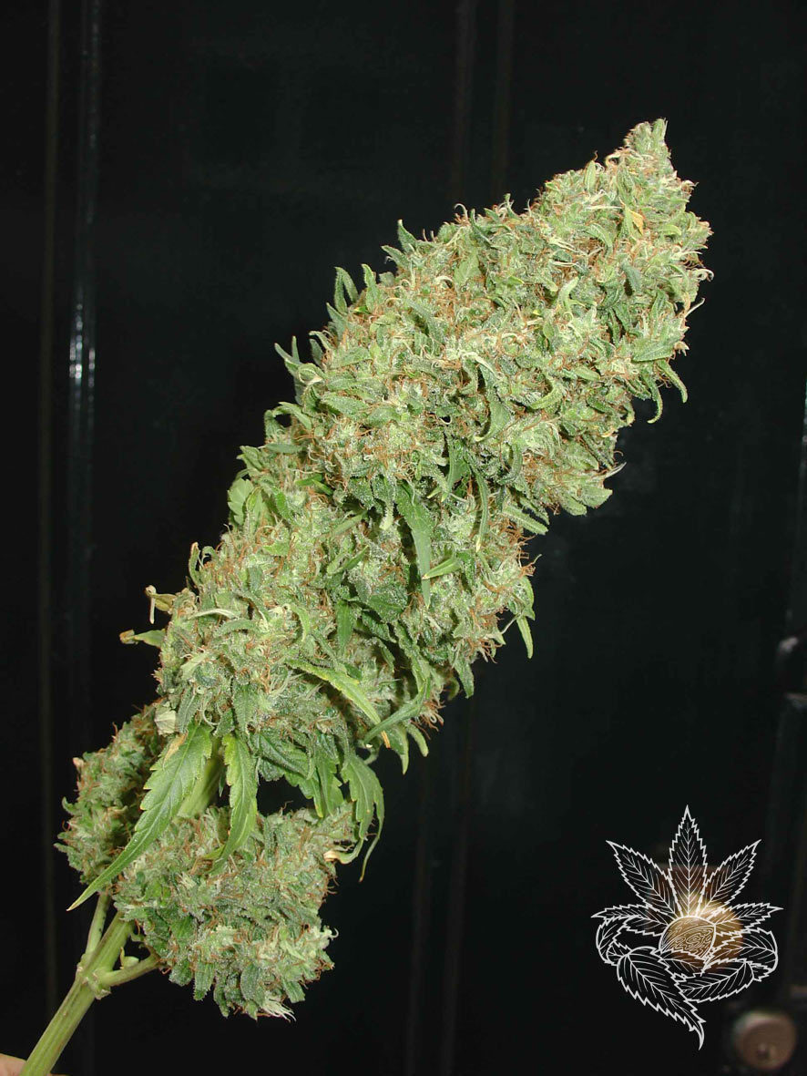 Homegrown Fantaseeds - Auto Caramella (auto/fem.)