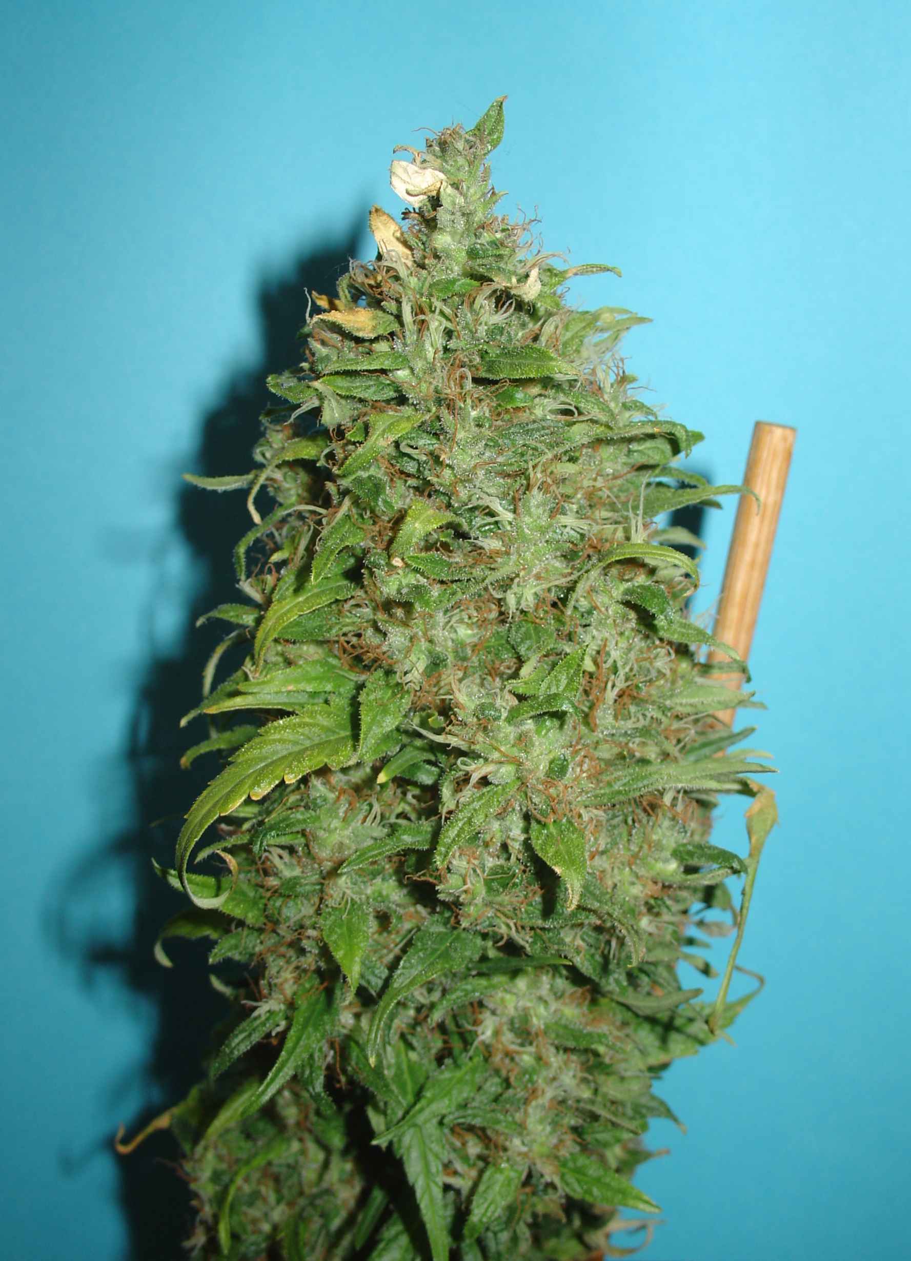 Homegrown Fantaseeds - Auto Caramella (auto/fem.)