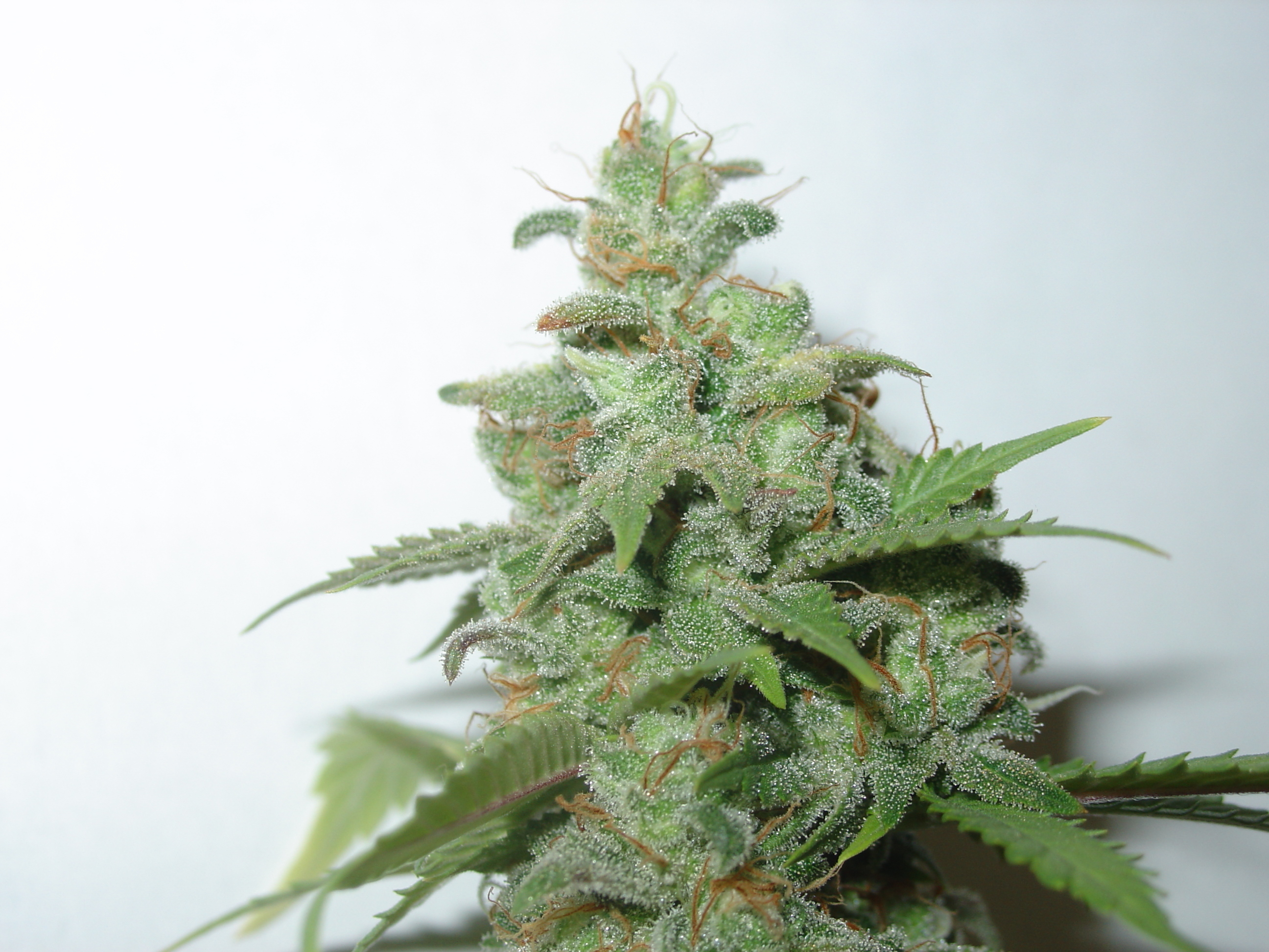 Homegrown Fantaseeds - Auto Caramella (auto/fem.)