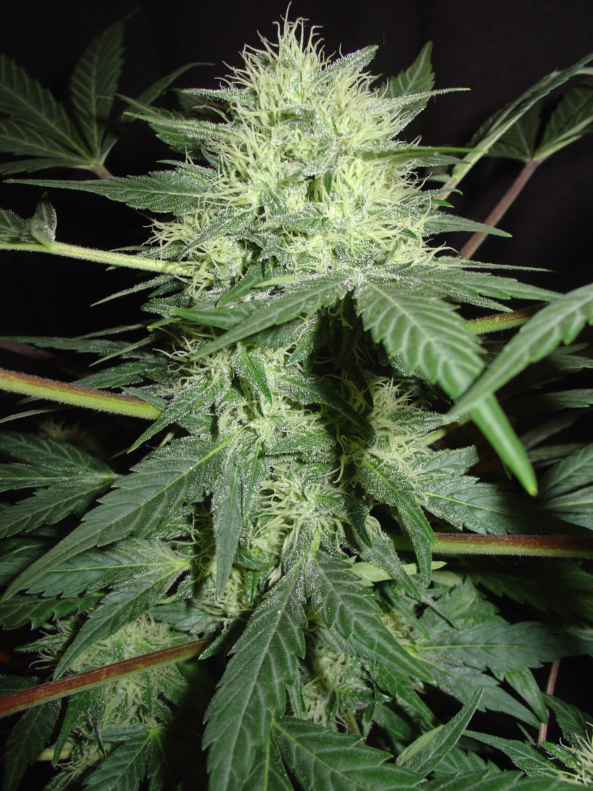 Homegrown Fantaseeds - Auto Northern Lights (auto/fem.)