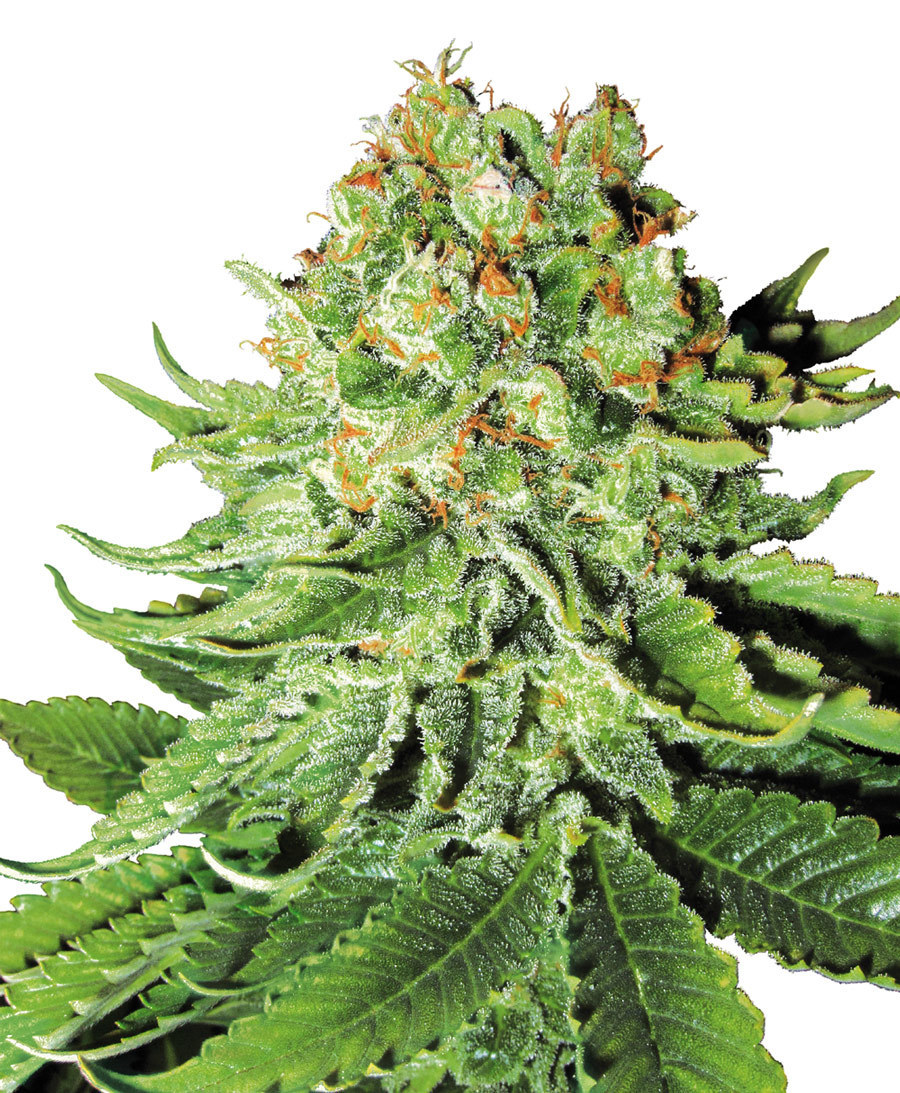White Label Seeds - Northern Lights Automatic (auto/fem.)