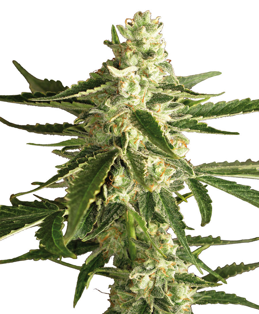 White Label Seeds - White Diesel Haze Automatic (auto/fem.)