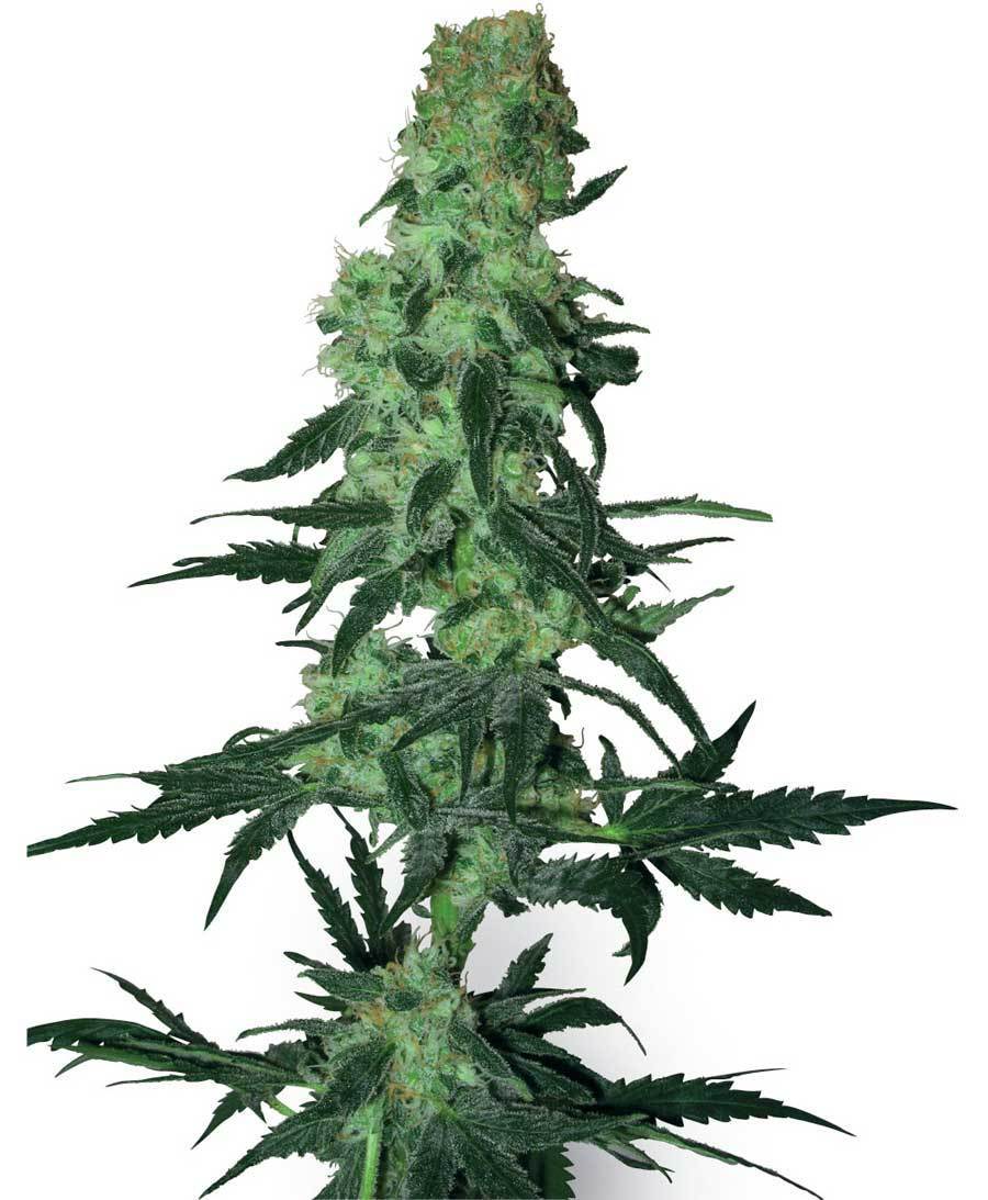 White Label Seeds - Amnesia White (reg.)