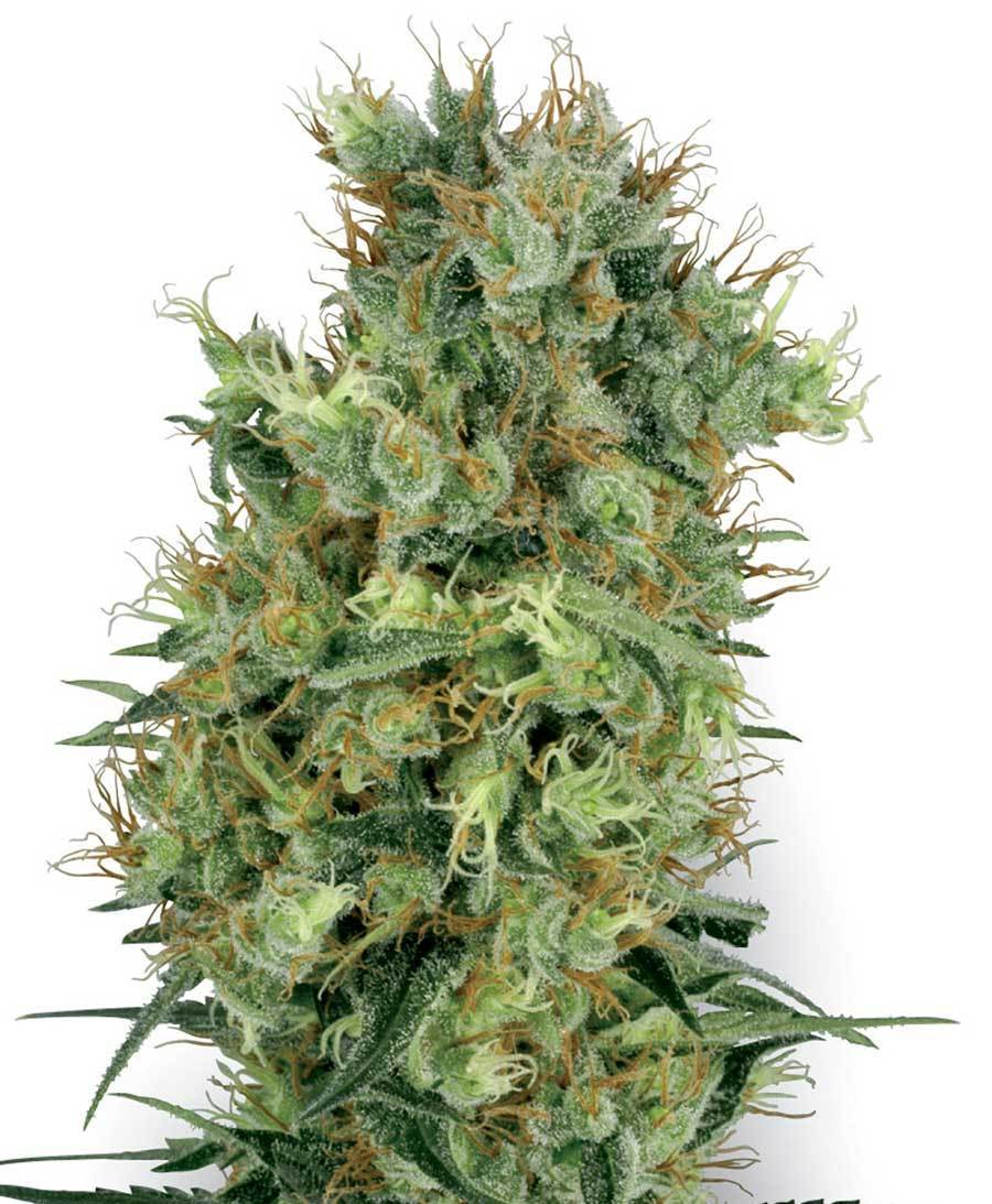 White Label Seeds - California Orange Bud (reg.)