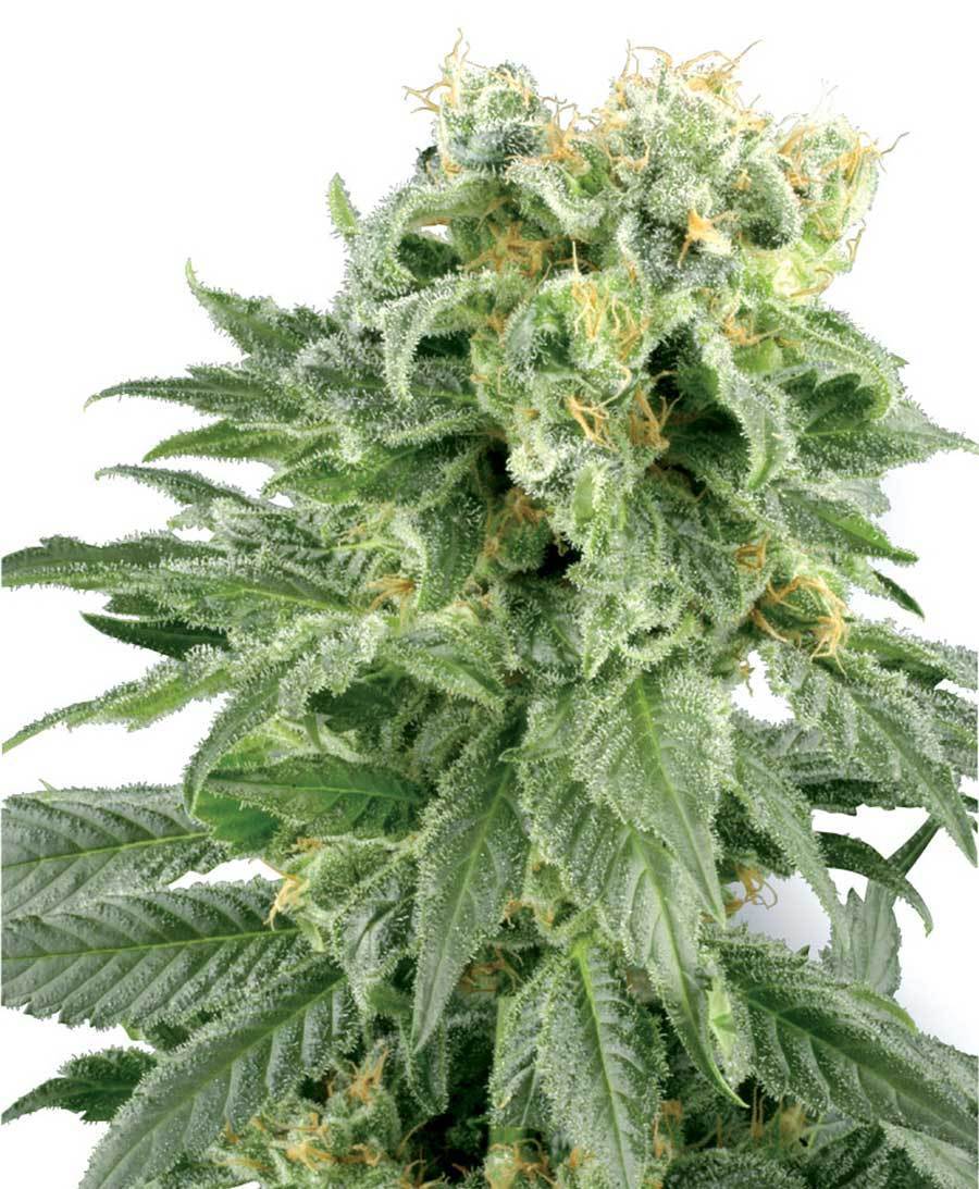 White Label Seeds - Double Gum (reg.)