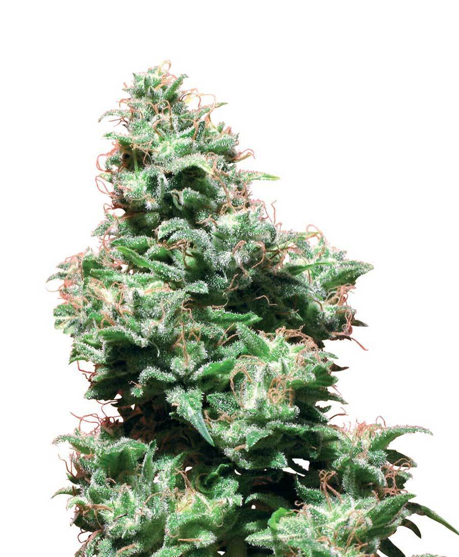 White Label Seeds - Kali Haze (reg.)