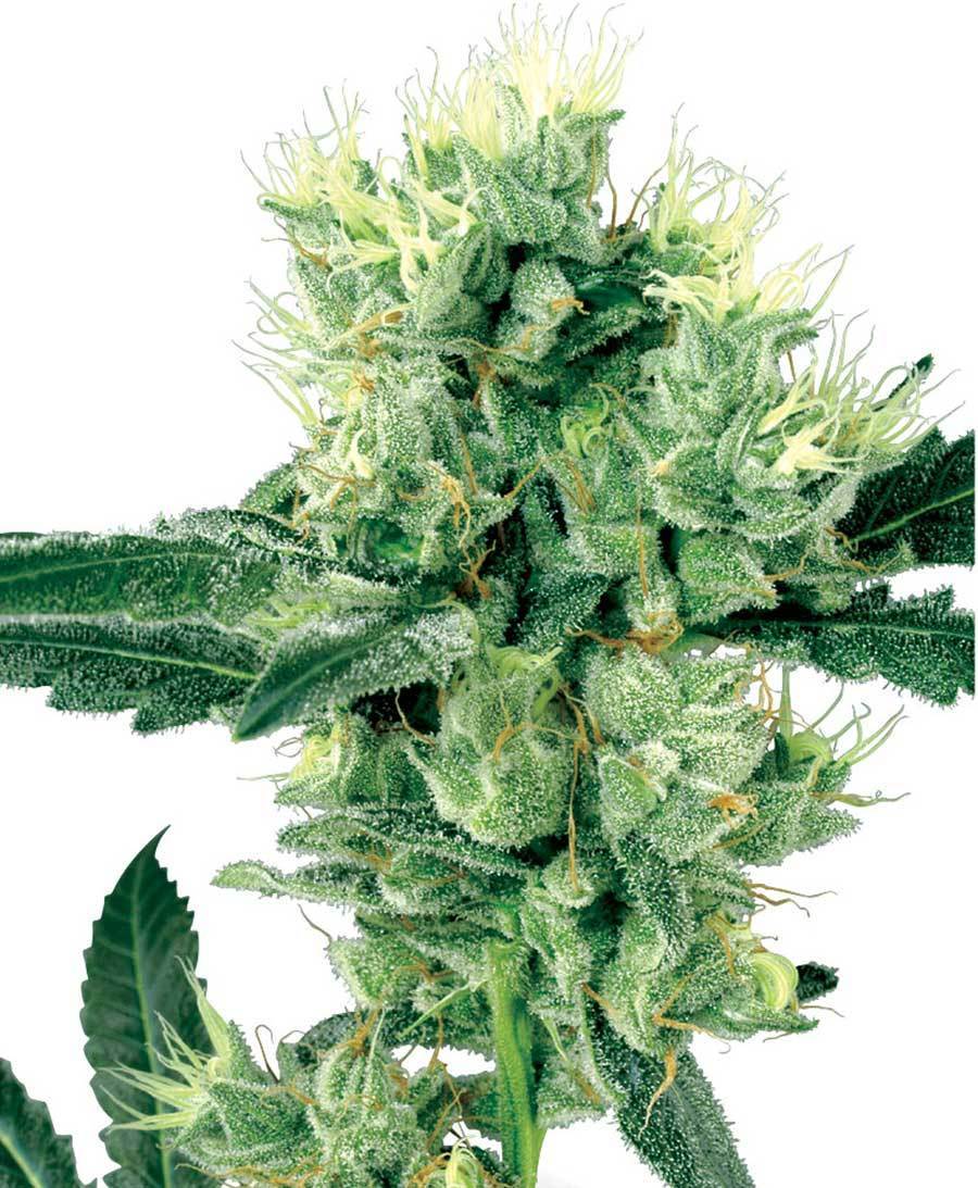 White Label Seeds - White Haze (reg.)