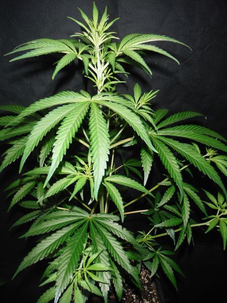 Mr. Nice Seeds - Pink Floyd (reg.)