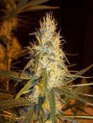 Mr. Nice Seeds - Pink Floyd (reg.)