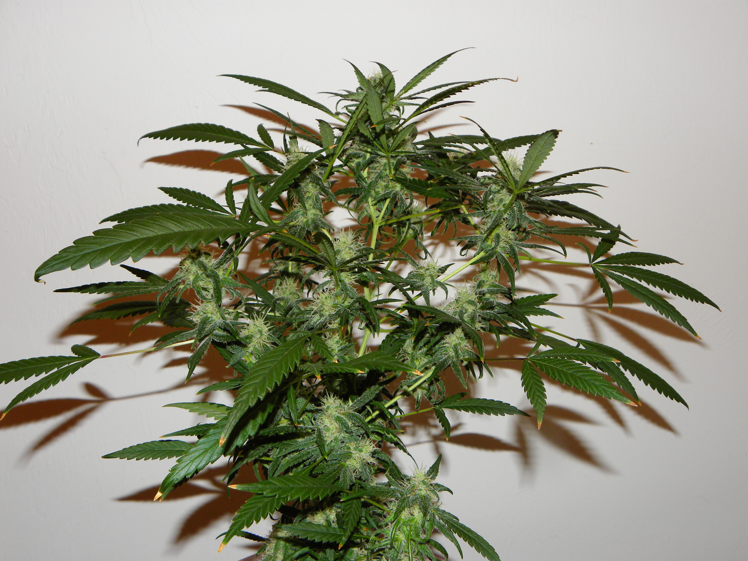 Mr. Nice Seeds - The Cure (reg.)