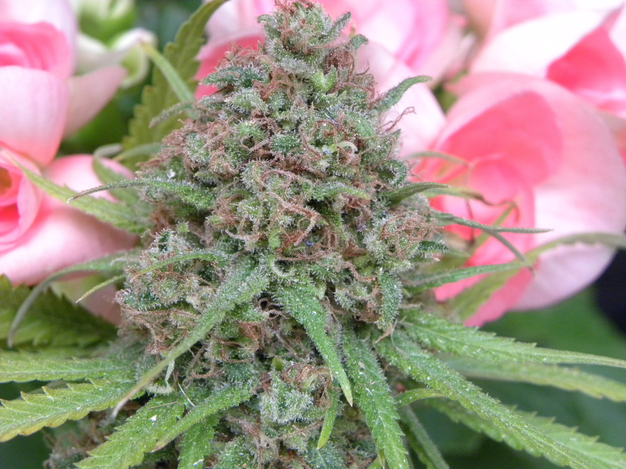 Mr. Nice Seeds - The Cure (reg.)