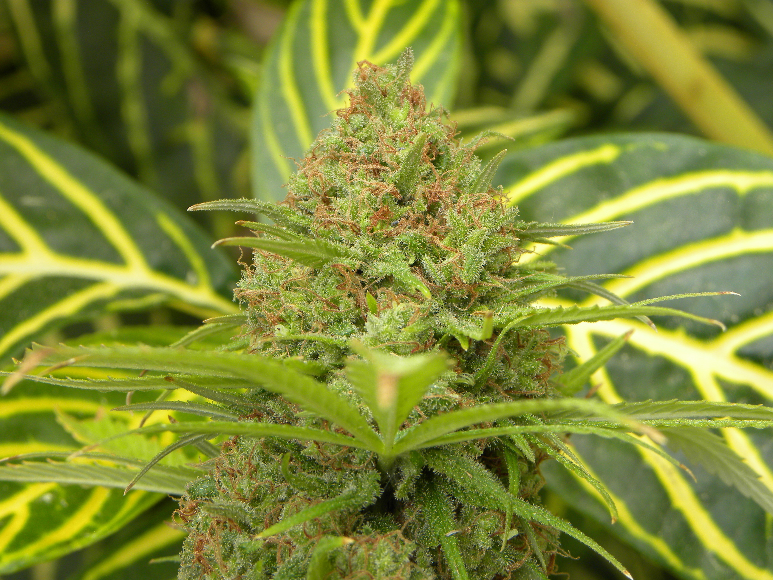 Mr. Nice Seeds - The Cure (reg.)