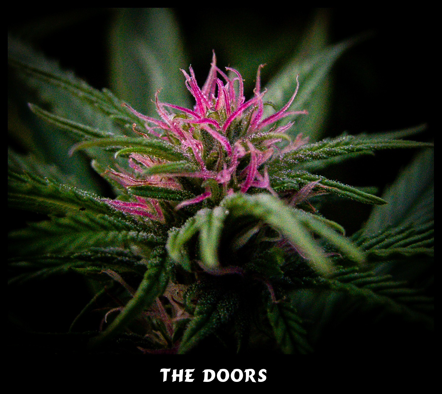 Mr. Nice Seeds - The Doors (reg.)