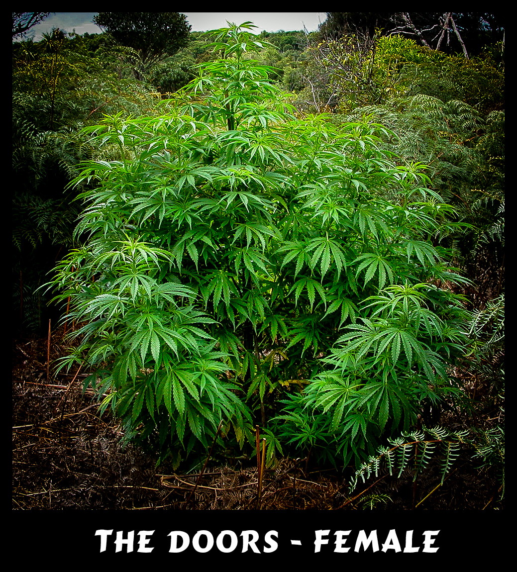 Mr. Nice Seeds - The Doors (reg.)