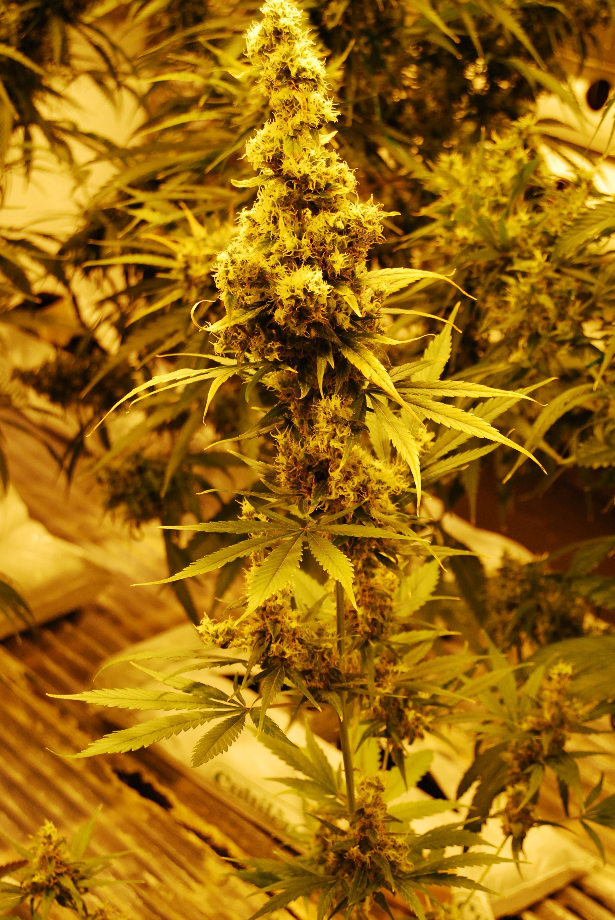 Mr. Nice Seeds - The Doors (reg.)