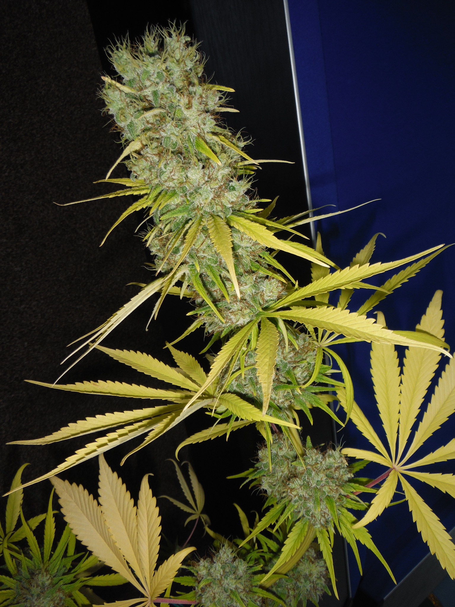 Mr. Nice Seeds - The Stones (reg.)