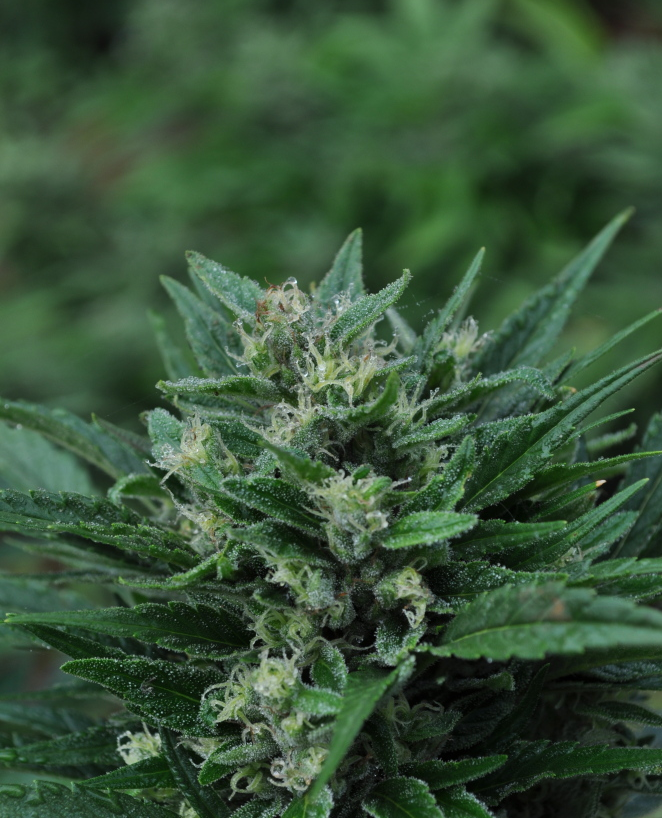 Mr. Nice Seeds - The Stones (reg.)